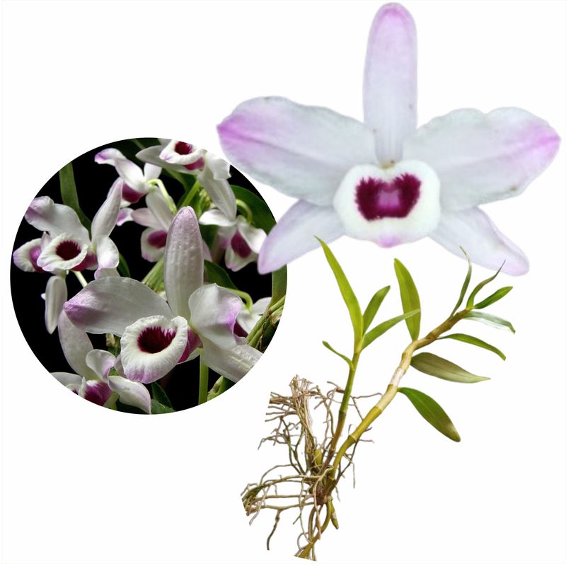 Orquídea Dendrobium - Tipo 3 - Kit com 2 keikis (mudas) - Flora